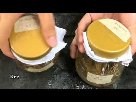 Making Hay Infusion and Viewing Protists Under the Microscope.