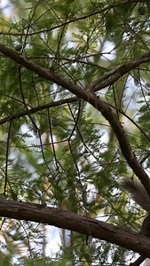 38 reactions | ~What types of squirrels are in Texas? There are...