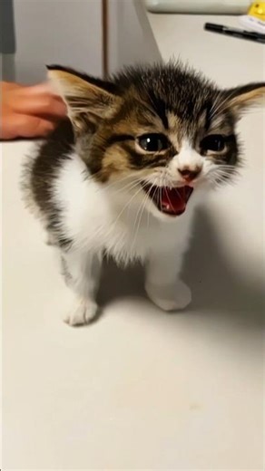 The Sweetest Meowing Kittens You’ll Hear Today 😭💗