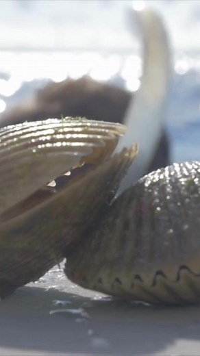 2.1K views · 27 reactions | Hello sun, water, and delicious scallops! ☀️  Want to try scalloping this Summer? Get ready, the season opens July 1st on #HernandoCounty coastal waters. Find local #scalloping charters, boat ramps and more: https://floridasadventurecoast.com/water-adventures/scalloping/ | Florida's Adventure Coast | Facebook