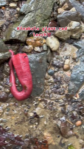 Giant Bornean Red Leech: Facts and Myths