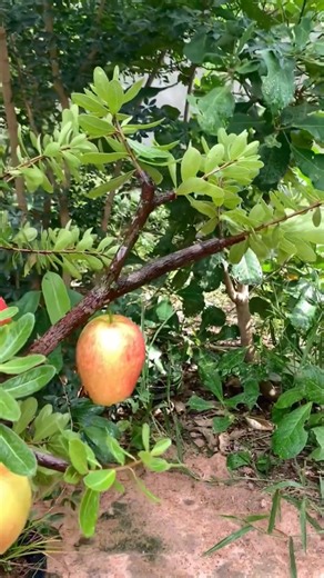 52K views · 628 reactions | Best idea! Great Unique Skill! How to grow apple tree from fruit at home #fruits #relax #farmlife #gardening #vegetables #fruit #satisfying #healthy #healthyfood #growtree #fruitsfarmer #greenlife #summer #videoviral #garden #fruits #farm #farmer #unique #farmerlife #technology #technique #farming | Wow 99 | Facebook