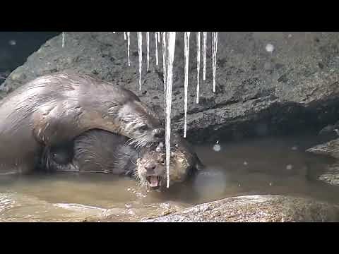 Mating Otters