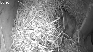 You might know that #hedgehogs hibernate - but what does that mean? #Hibernation is a complicated energy conservation strategy - it's not just 'going to sleep'! During hibernation 'hog's normal physiological activities slow right down. 🦔❄️💤 https://buff.ly/46jEj3z #FridayFact 📹 BombusLincs | British Hedgehog Preservation Society