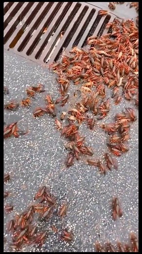 A Baton Rouge big-box store turned into a mudbug minefield after a delivery pallet tipped over and sent thousands of live crawfish skittering across the parking lot in the rain. Video shows the entire front section of the lot moving — puddles full of crawfish, storm drains overflowing with claws, and shoppers standing on curbs with their carts like the asphalt is lava. Employees can be seen chasing them with plastic bins while one voice off-camera jokes, “this is the most Louisiana spill I’ve ev