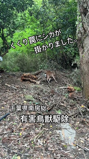 くくり罠にシカが掛かりました。 #南房総 #有害鳥獣駆除 #シカ