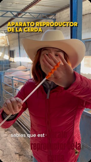 De Cero A Cerdos 🐷 | Así funciona el aparato reproductor de la cerda #cerdos #granja #porcicultura | Instagram