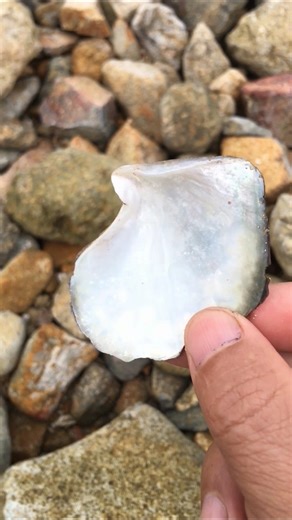 I Almost Missed This Shell… Look Closer! 🐚😳