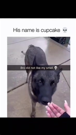 Funny Dog Compilation: Goofy Moments That Will Make You Laugh