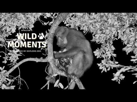 Baboon Birth Captured Live: Best of Weekly Highlights (April 16) | Wild Moments