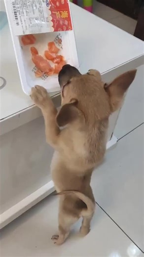 The Most Satisfying Dog Crunch Ever 😍🐶 | ASMR Eating Sounds #DogASMR #ASMRDogEating #DogEatingSounds #SatisfyingSounds #PuppyASMR