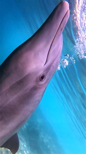 A dolphin’s fluke is like our fingerprints. No two are the same! Those little nicks, curves, and markings along the edge aren’t random, they’re unique to each dolphin and stay with them for life. Scientists use these natural patterns in their dorsal fins specifically to identify individual dolphins over time, estimate population size, as well as track health, family bonds, and movement. Once you notice it, you can’t unsee it. Every fluke or fin tells you exactly who you’re looking at! #dolphins 