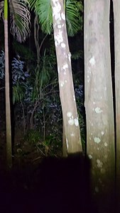 11K views · 620 reactions | We shall name this snake Tarzan!  What a fascinating encounter Stu had the other night during the release of this Coastal Carpet Python! That strength, grip and mobility is incredible and we could quite literally watch this all night! Have you ever seen a snake do this? #australia #qld #snake #snakecatcher #wildlife #reptile #snakes #nonvenomous #carpetpython | Sunshine Coast Snake Catchers 24/7 | Facebook