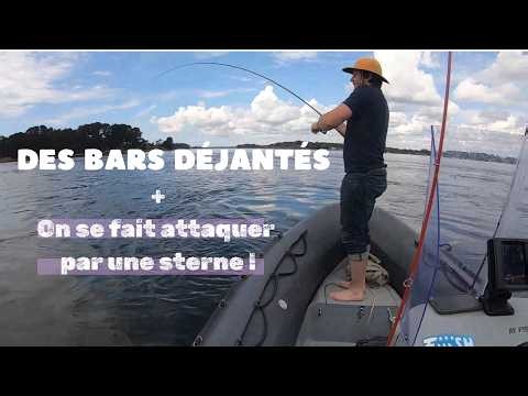 Pêche du Bar: Début de saison dans le Golfe du Morbihan