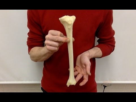 Left or Right? siding a TIBIA