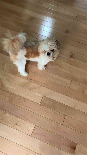 How to get your dog to potty outside even when it’s raining