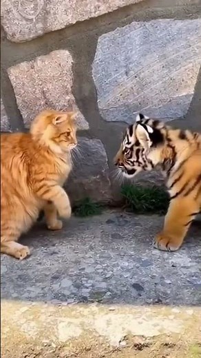 Cat and harimau berkelahi 😆😋😛😘😄🤣🥳 #shortvideo #cat #imut #cute #cutecat #kitten #cat #shortvideo