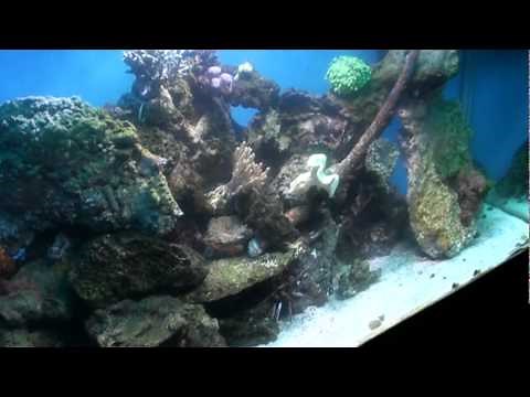 Anemone spawning reproduction