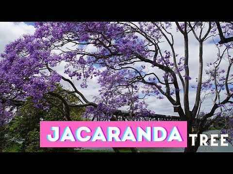 Jacaranda Tree Australia I The stunning purple flowering tree