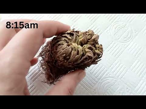 Bringing to life the rose of Jericho -Resurrection Plant