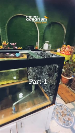 Blessings Aquarium on Instagram: "Custom made fish tank Pune to Gujarat #blessingsaquarium #puneaquariums #puneaquariumshop #custommadefishtank #punefishtanks"