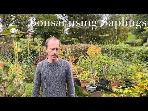 How to Start Bonsai Trees from Sapling or Seedling