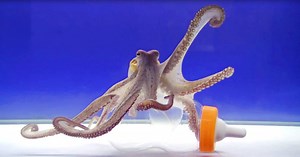 Clever Octopus Proves His Problem-Solving Skills In A Way The Scientists Never Expected