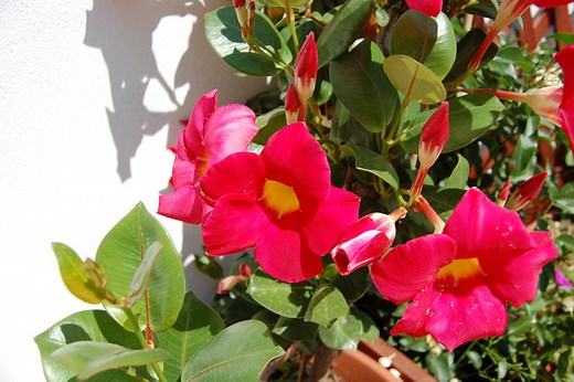 Dipladenia, Mandevilla