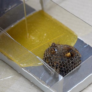 29K views · 215 reactions | Hornet Specimen Epoxy Pen Holders | DIY & Crafts | Facebook