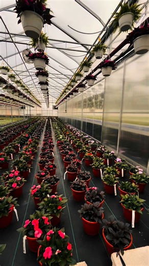 Thank you for making 2025 such a special year at The Garden Factory. We’re so excited for what’s ahead — see you in 2026! ✨ #CapCut #like #gardencenter #like #happynewyear | The Garden Factory