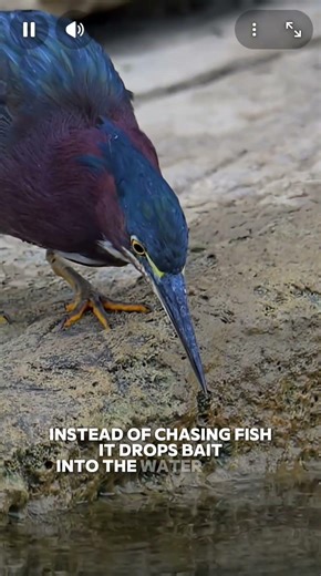 The bird that hunts using tools