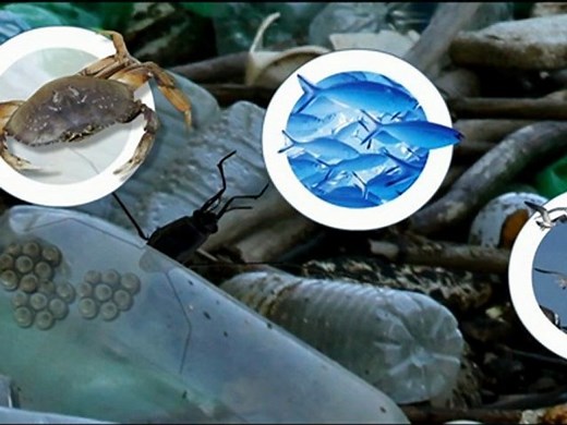 Le huitième continent