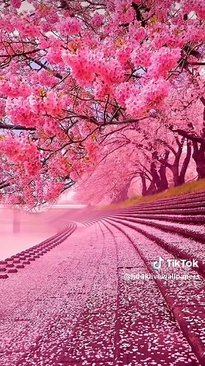4K/HD Pink Trees Live Wallpaper Video
