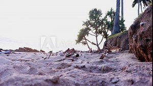 a coconut falling off from the coconut tree to the ground in the sand beach in indonesia