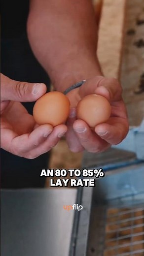 $1,700 a week from EGGS alone