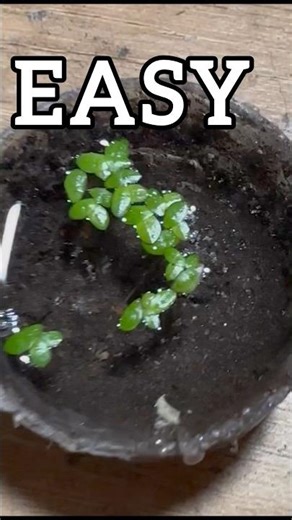 DIY terrarium pond!! #ihavethisthingwithplants #aquascape #terrariumdiy #paludarium