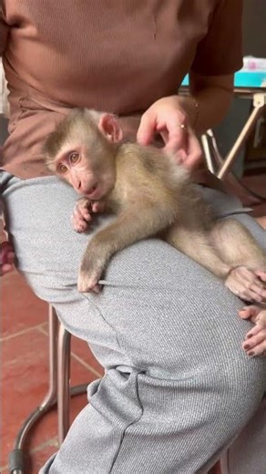 Bubu wants his mom to scratch his back.😂 #bubuthemonkey