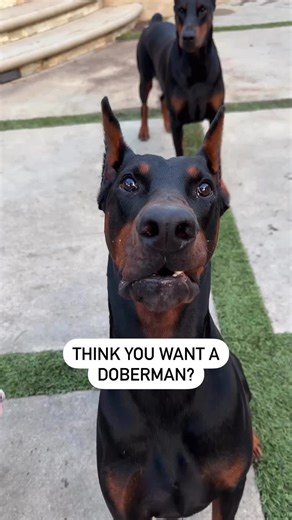 Choosing a Doberman: What You Need to Know Before Getting One