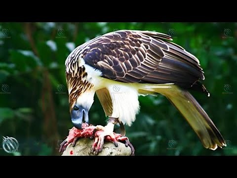 PHILIPPINE EAGLE ─ The Crowned Monkey Eating Tyrant of the Sky!