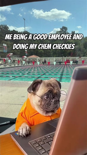 A Day in the Life of a Lifeguard at the Pool