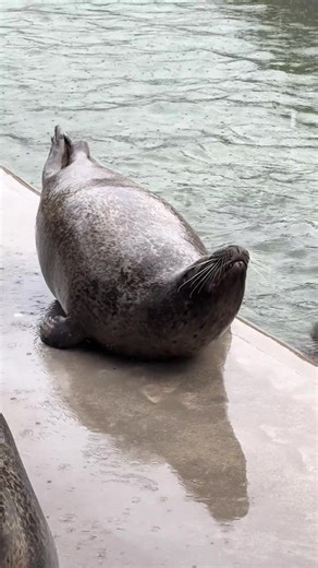 Capybara Celebrates New Year with Joyful Moments