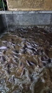 Day 17 hito farming using modified Biofloc | Pinoy Palaboy