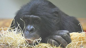 Panda, Gorilla & Co.: Panda, Gorilla & Co. (218)