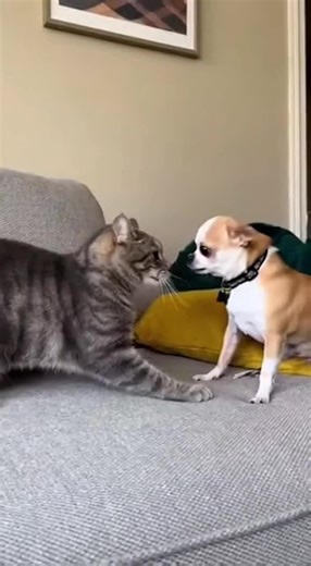 Cat vs Chihuahua: A Hilarious Pet Showdown