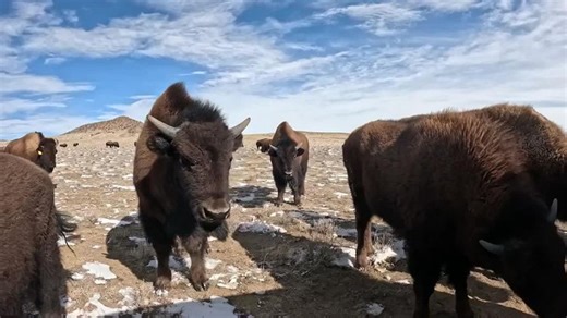 An 11-year journey in northern Colorado to restore the west's most iconic species | Haystack News