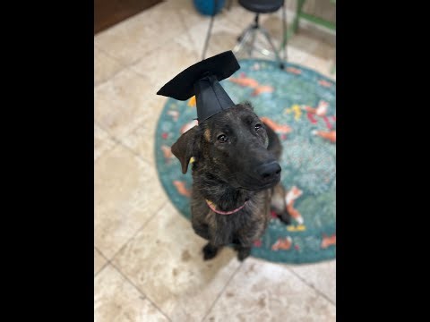 Todd, The 1 Year Old GSD/Golden Retriever Mix, Behavior Modification | Best Dog Trainers in Texas