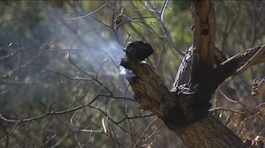 Dry and windy conditions topple trees, spark brush fire near Mission Valley