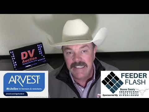 Feeder Flash 3/3: A Rare Hurdle