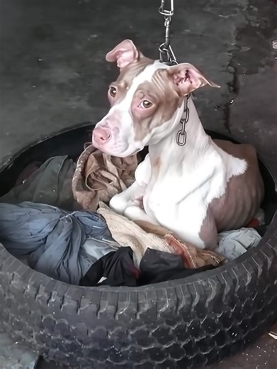 Dog spent her days chained so tightly she couldn’t even lower her head to rest — until one neighbor saw her suffering and decided to take action.... | Pet Lover