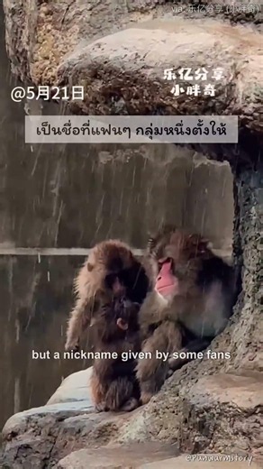 It’s HumHum time… one of Punch’s big siblings 🤍ได้เวลาฮัมฮัม… พี่อีกคนสนิทของพันช์ ❤️
